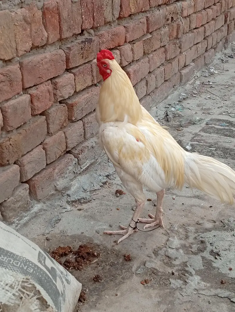 Adeel Heera sale karna hai — photo 10