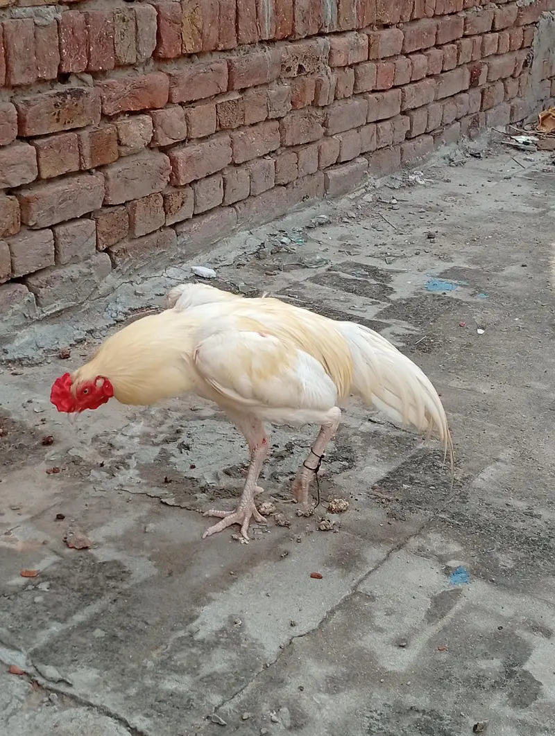 Adeel Heera sale karna hai — photo 11