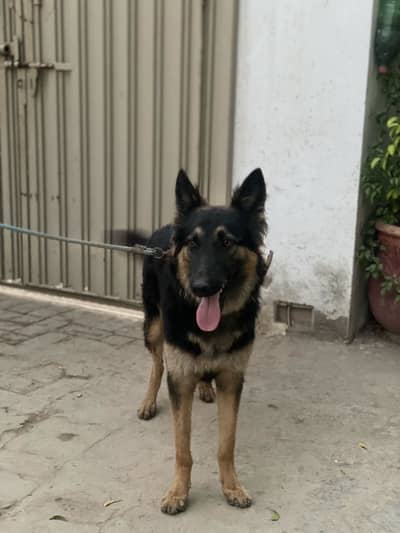 1 Year Old Vaccinated Female Dog for Sale – Healthy & Friendly