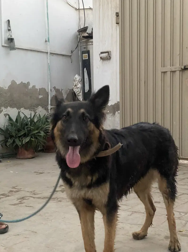 1 Year Old Vaccinated Female Dog for Sale – Healthy & Friendly — photo 2
