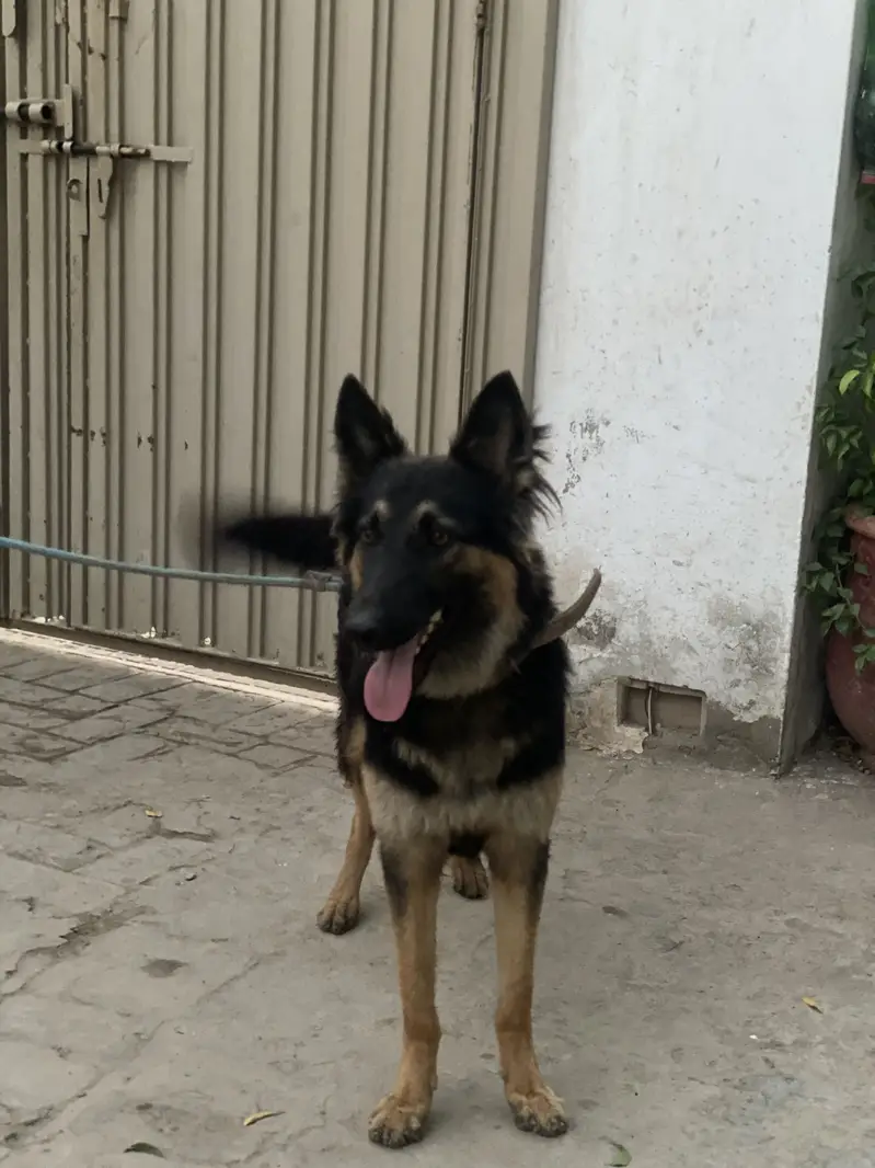 1 Year Old Vaccinated Female Dog for Sale – Healthy & Friendly — photo 3