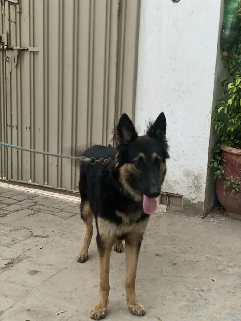 1 Year Old Vaccinated Female Dog for Sale – Healthy & Friendly — photo 4