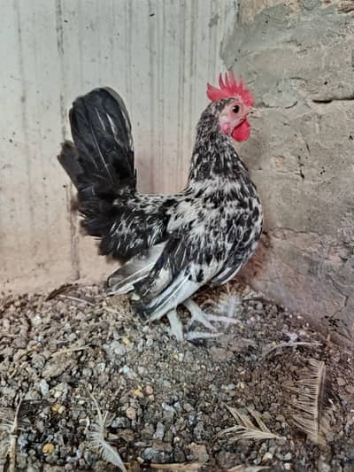 silver black tail japanese Male