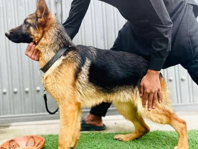 Pure German Shepherd Male Dog For Sale – Healthy & Active