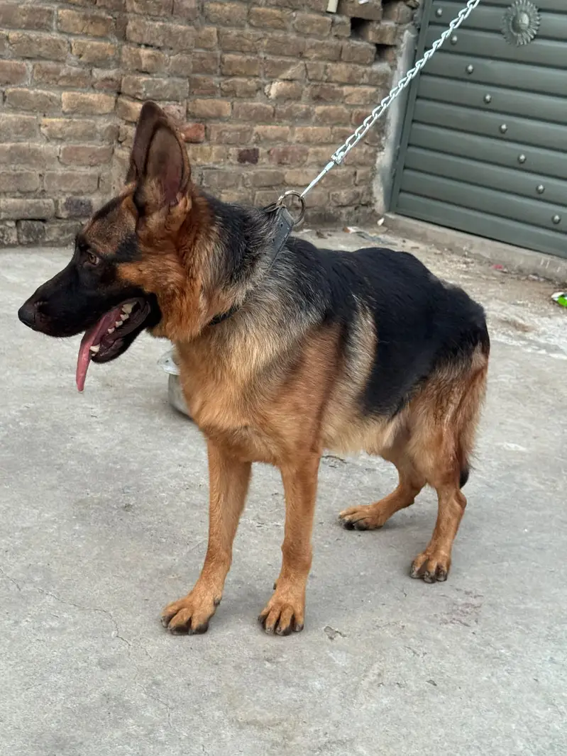 Pure German Shepherd Male Dog For Sale – Healthy & Active — photo 3