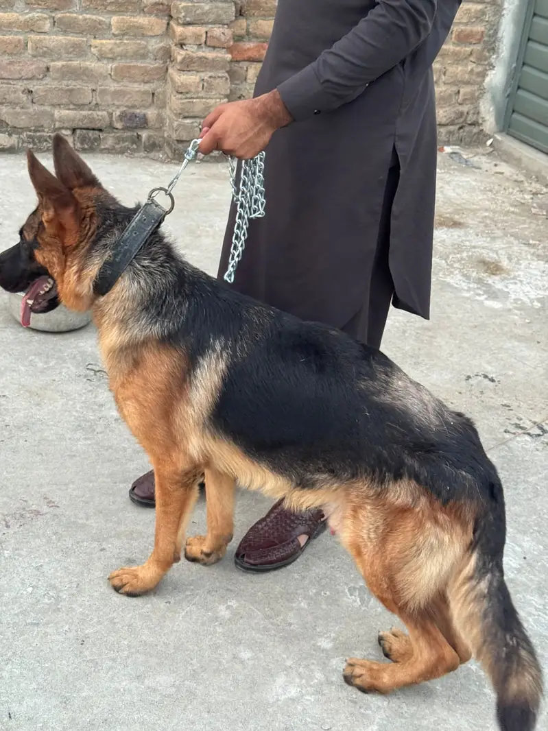 Pure German Shepherd Male Dog For Sale – Healthy & Active — photo 4