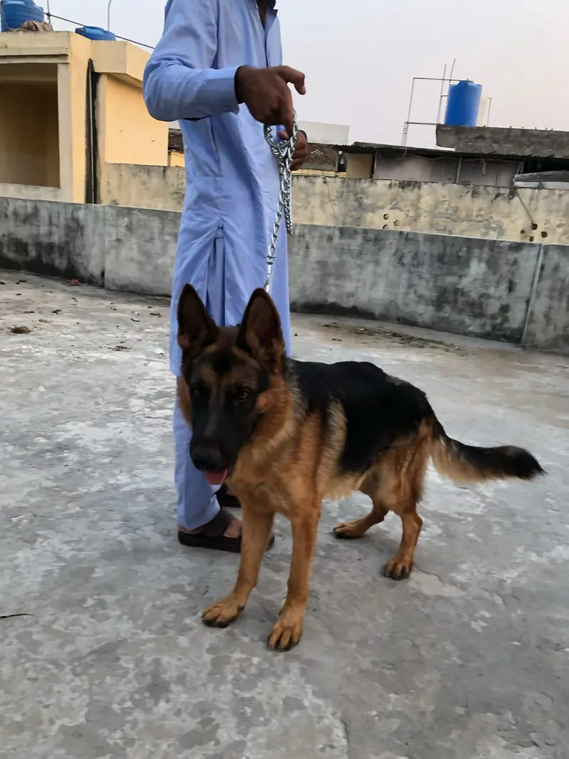 Pure German Shepherd Male Dog For Sale – Healthy & Active — photo 5