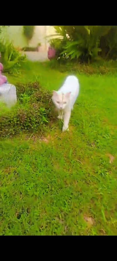 pure persian kittens avaible