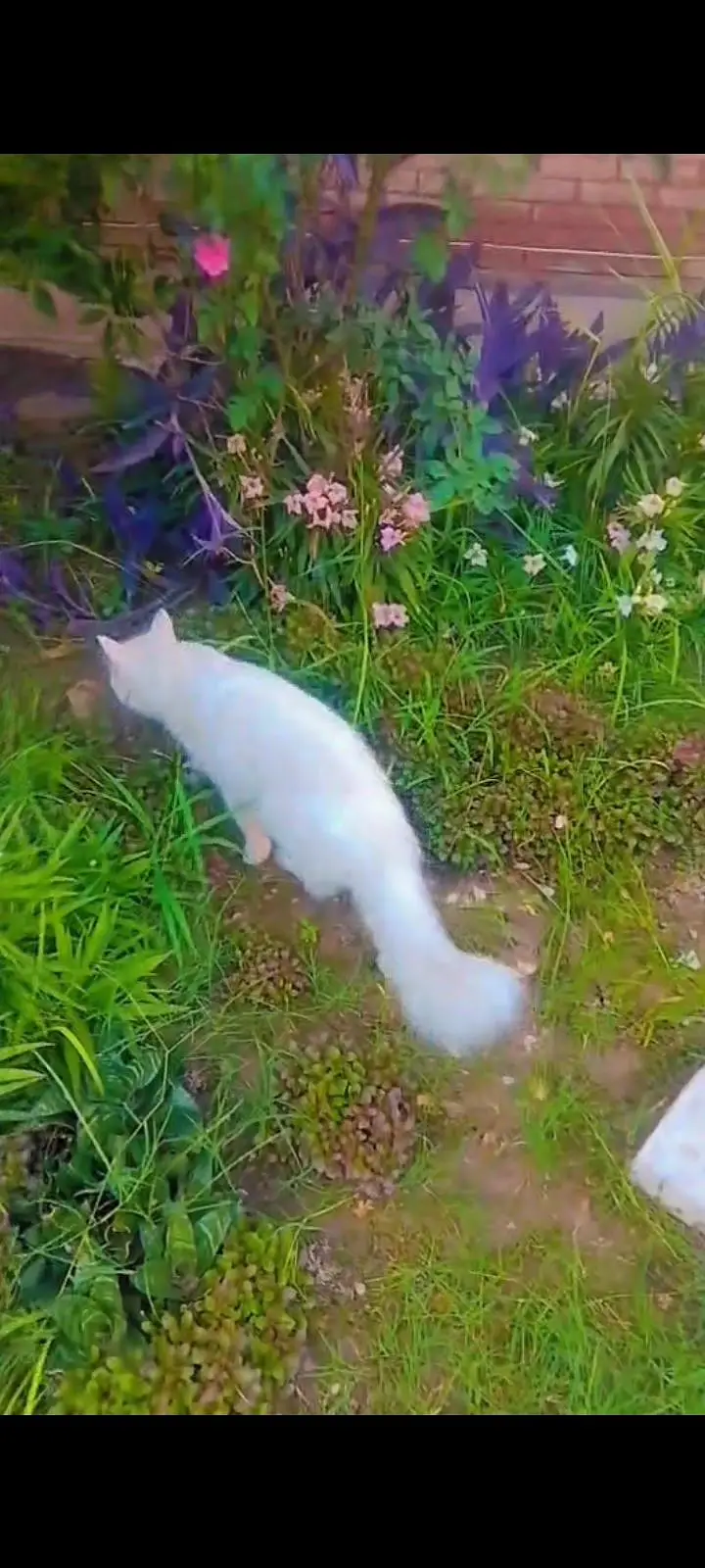 pure persian kittens avaible — photo 2
