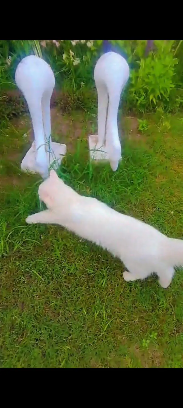 pure persian kittens avaible — photo 3
