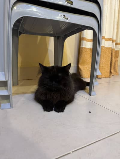 Cats for sale in Mirpurkhas