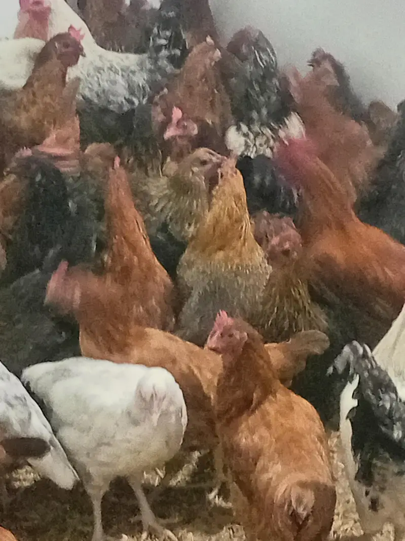 Golden misri staer murgi available 40% anda dy rhe h waite 1400 1500 g — photo 2