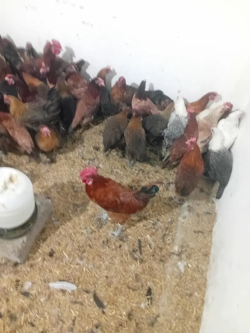 Golden misri staer murgi available 40% anda dy rhe h waite 1400 1500 g — photo 3