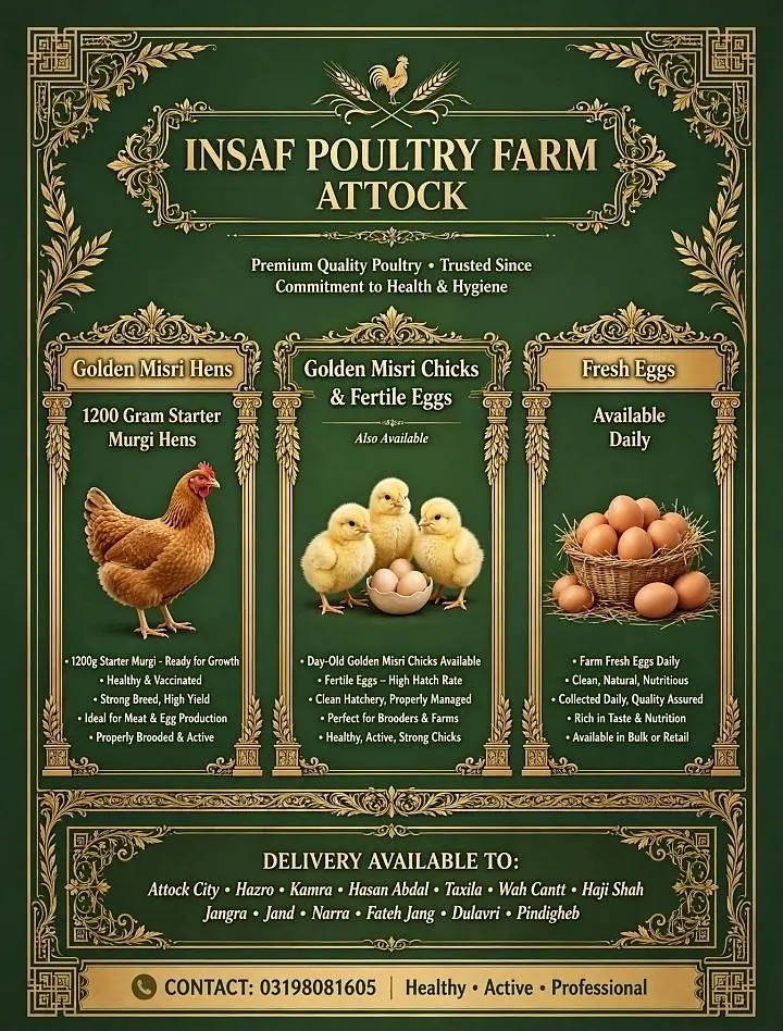 Golden misri staer murgi available 40% anda dy rhe h waite 1400 1500 g — photo 4