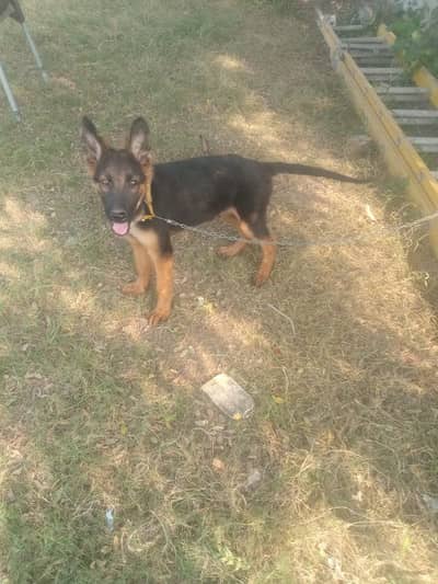 German shepherd puppies dog for sale