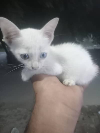 for sale