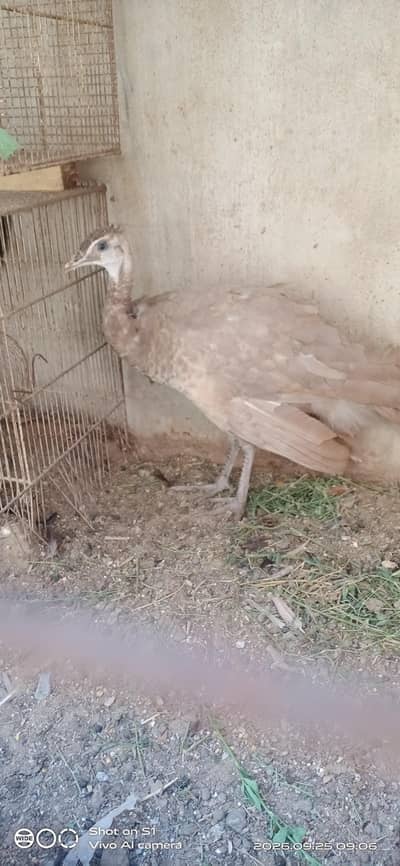 Cameo Breed peahen For sell