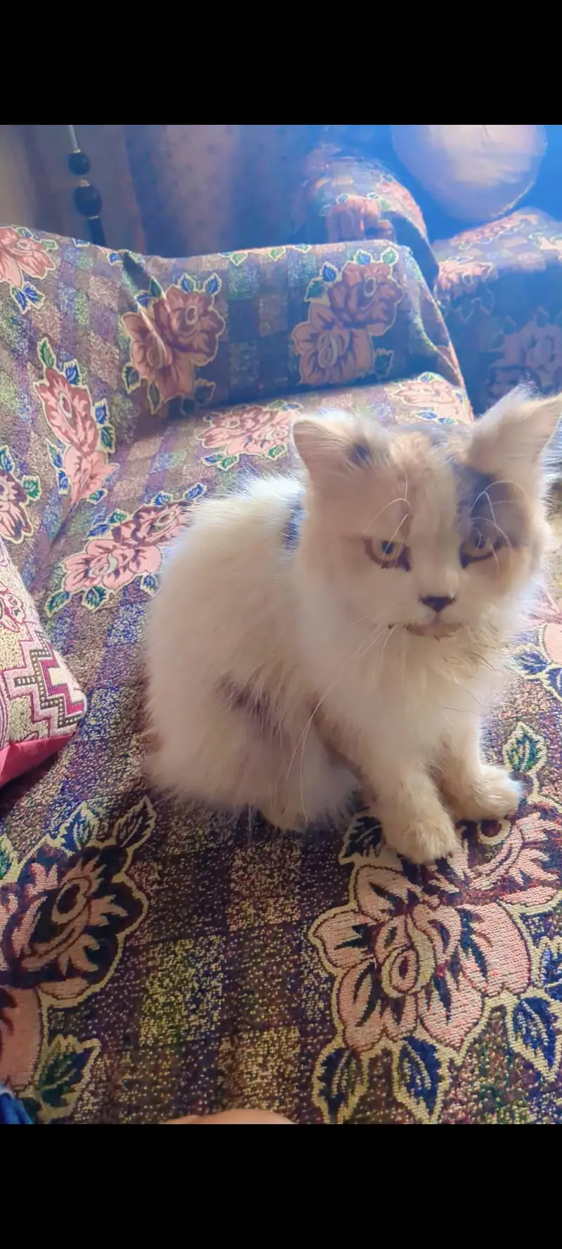 persion cats and kittens — photo 2