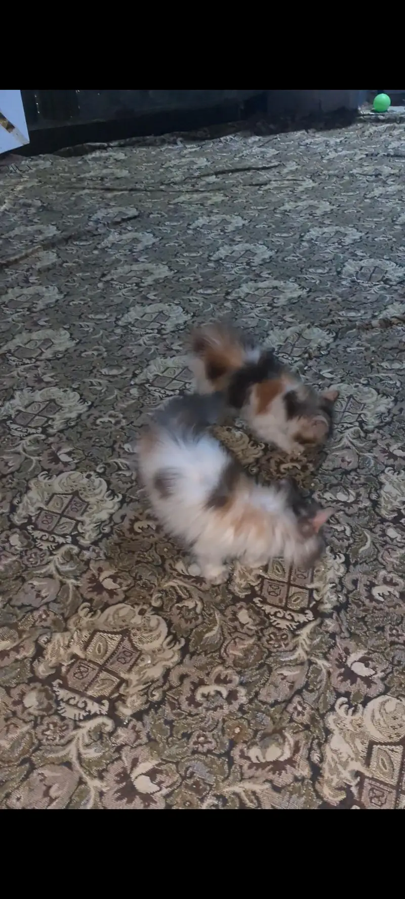 persion cats and kittens — photo 3