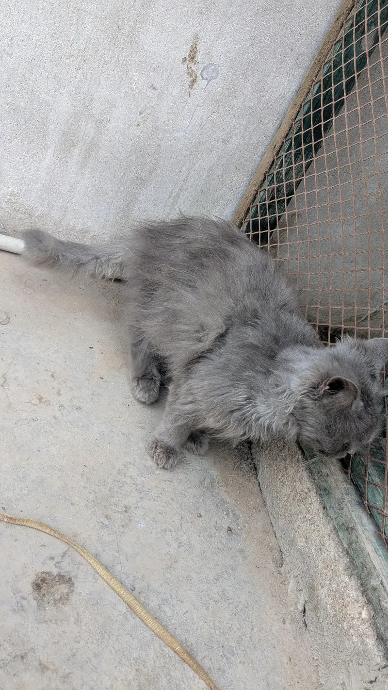 persion cats and kittens — photo 4