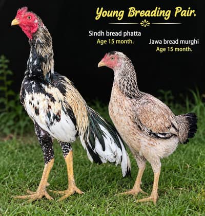Young pair ready for  1st bread