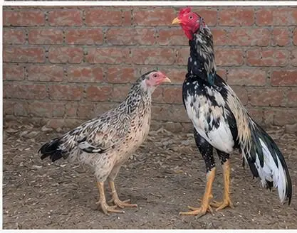 Young pair ready for  1st bread — photo 3