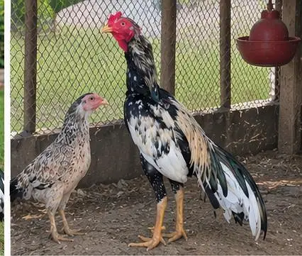 Young pair ready for  1st bread — photo 4