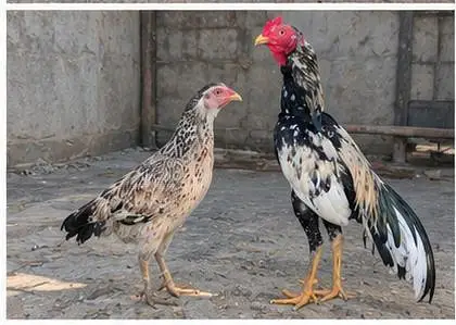 Young pair ready for  1st bread — photo 7