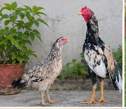 Young pair ready for  1st bread — photo 10