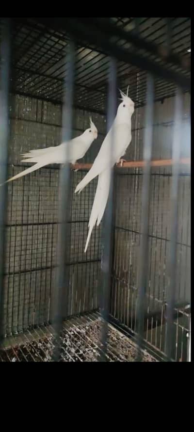 cocktail Eno red eyes breeder pair