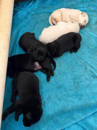 Labrador puppies for sale