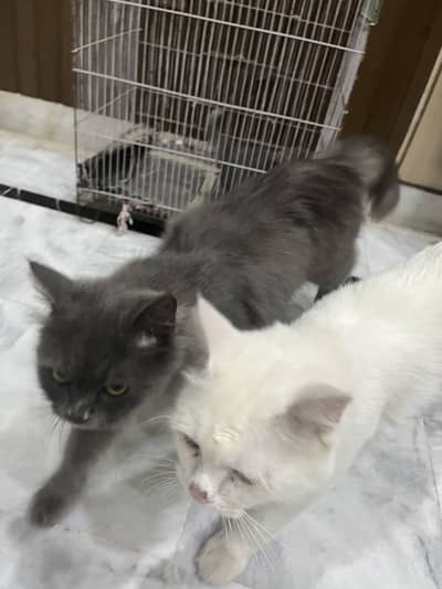 Cat pair and kitten