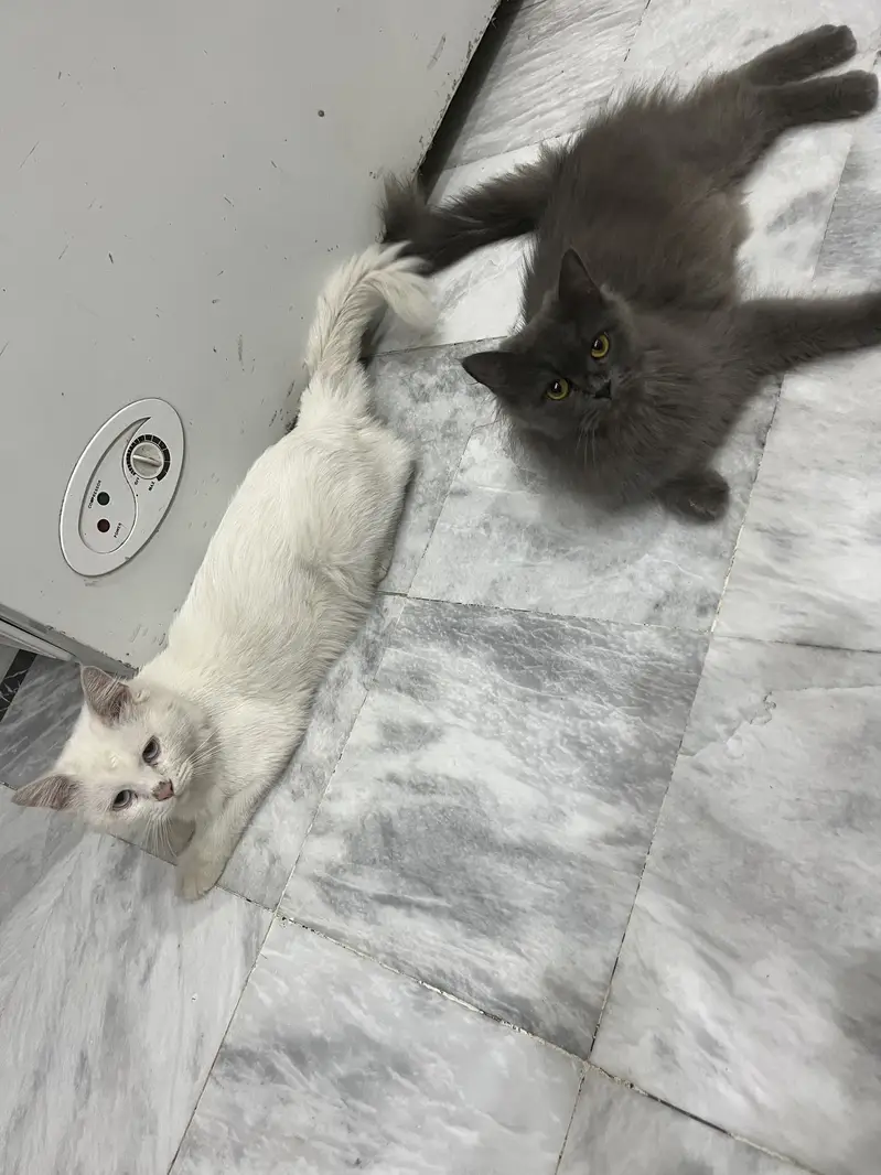 Cat pair and kitten — photo 2