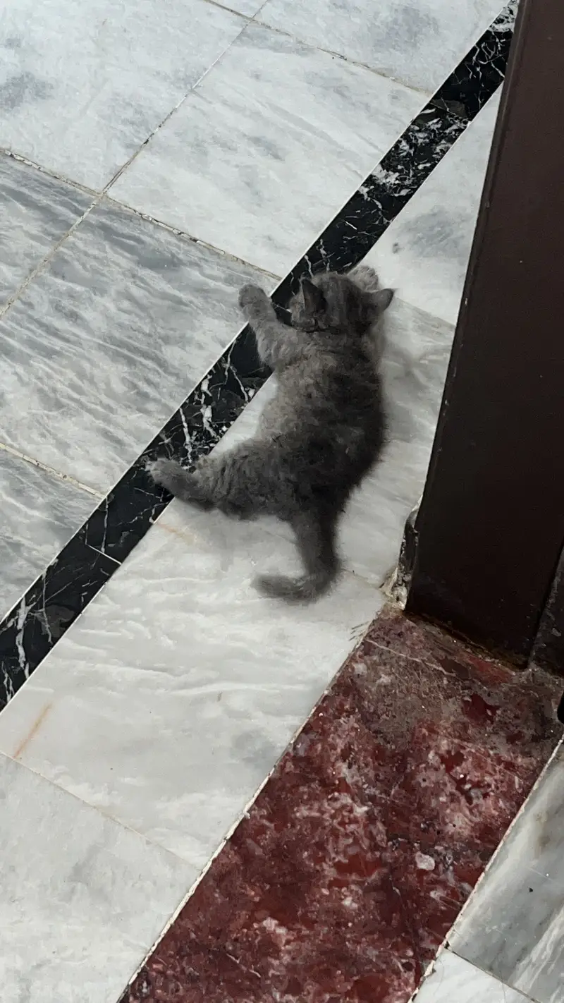 Cat pair and kitten — photo 7