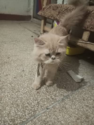 Friendly cat for home