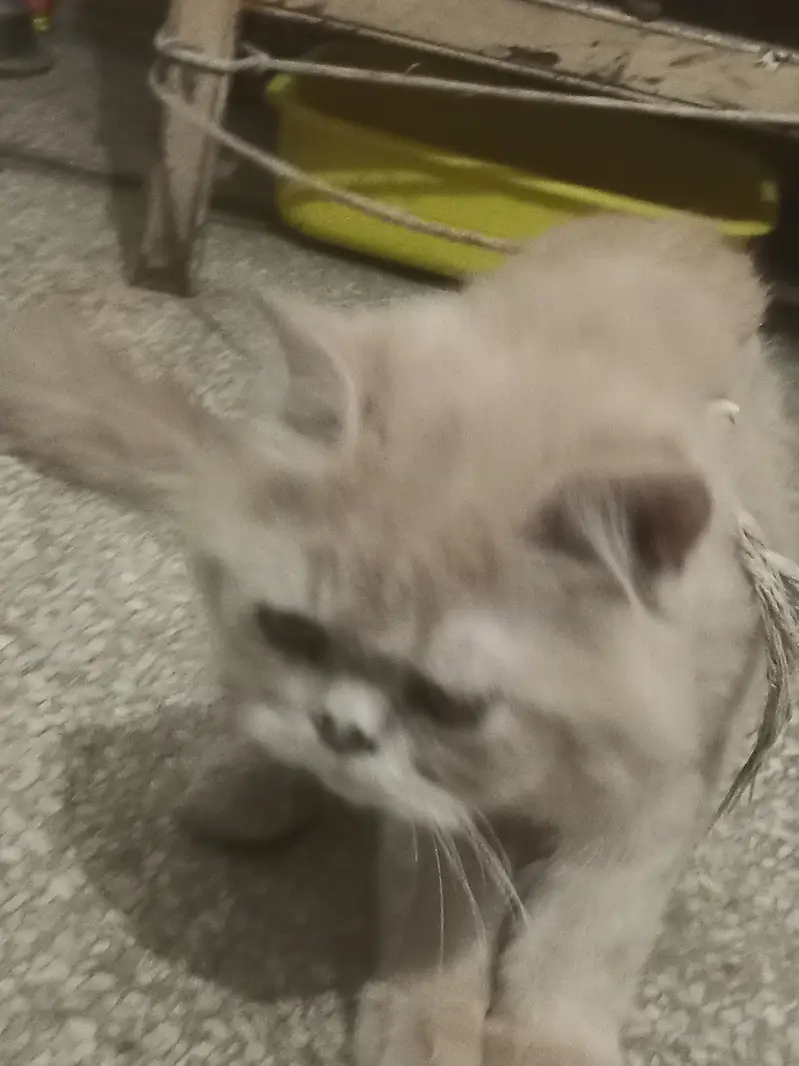 Friendly cat for home — photo 2