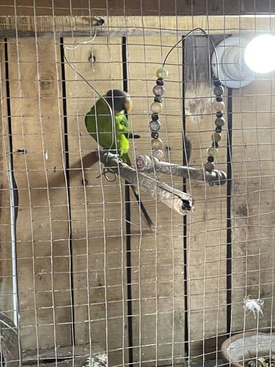 Plum head parrots