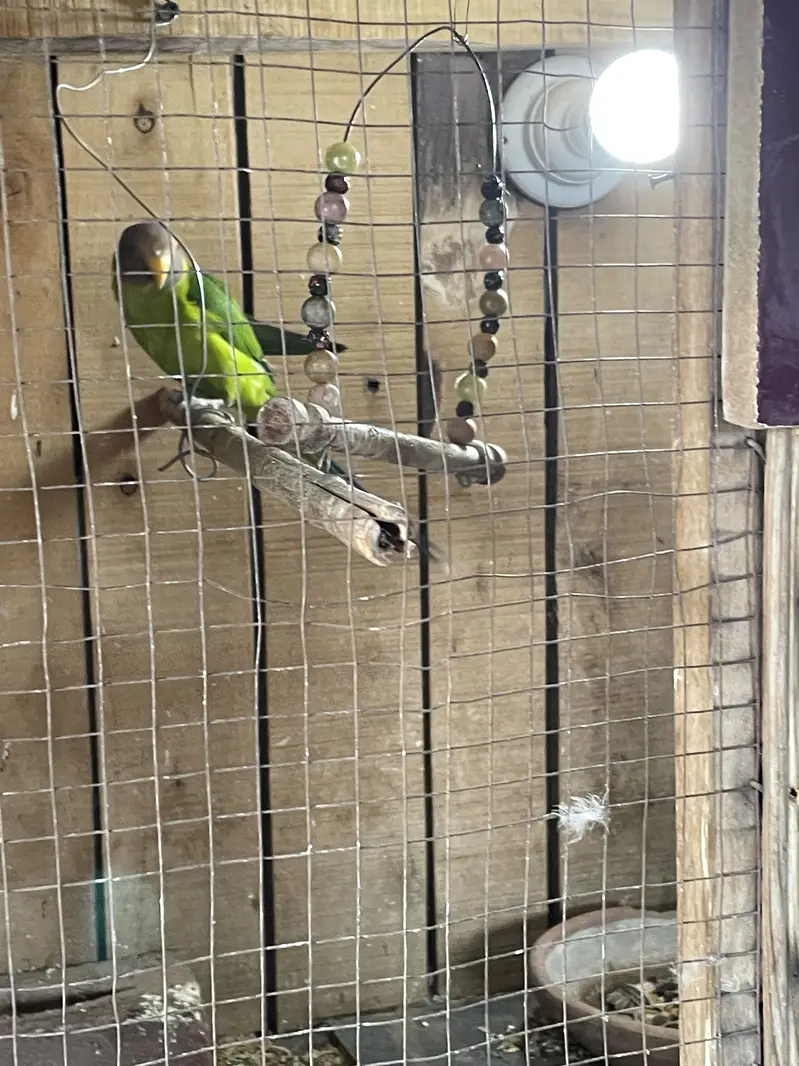 Plum head parrots — photo 2