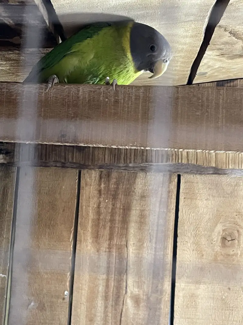 Plum head parrots — photo 3