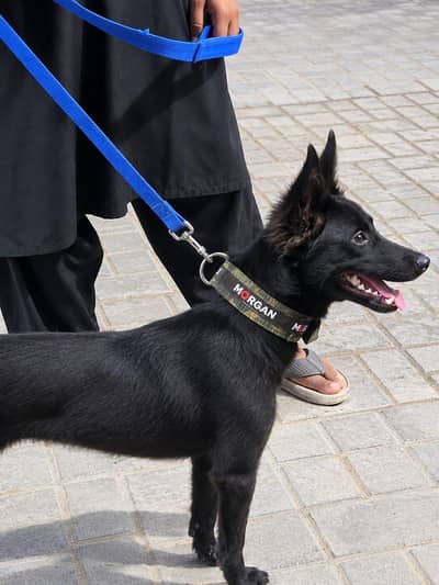 black german shepherd for sel