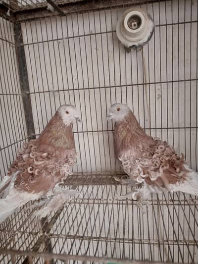 Fancy pigeons