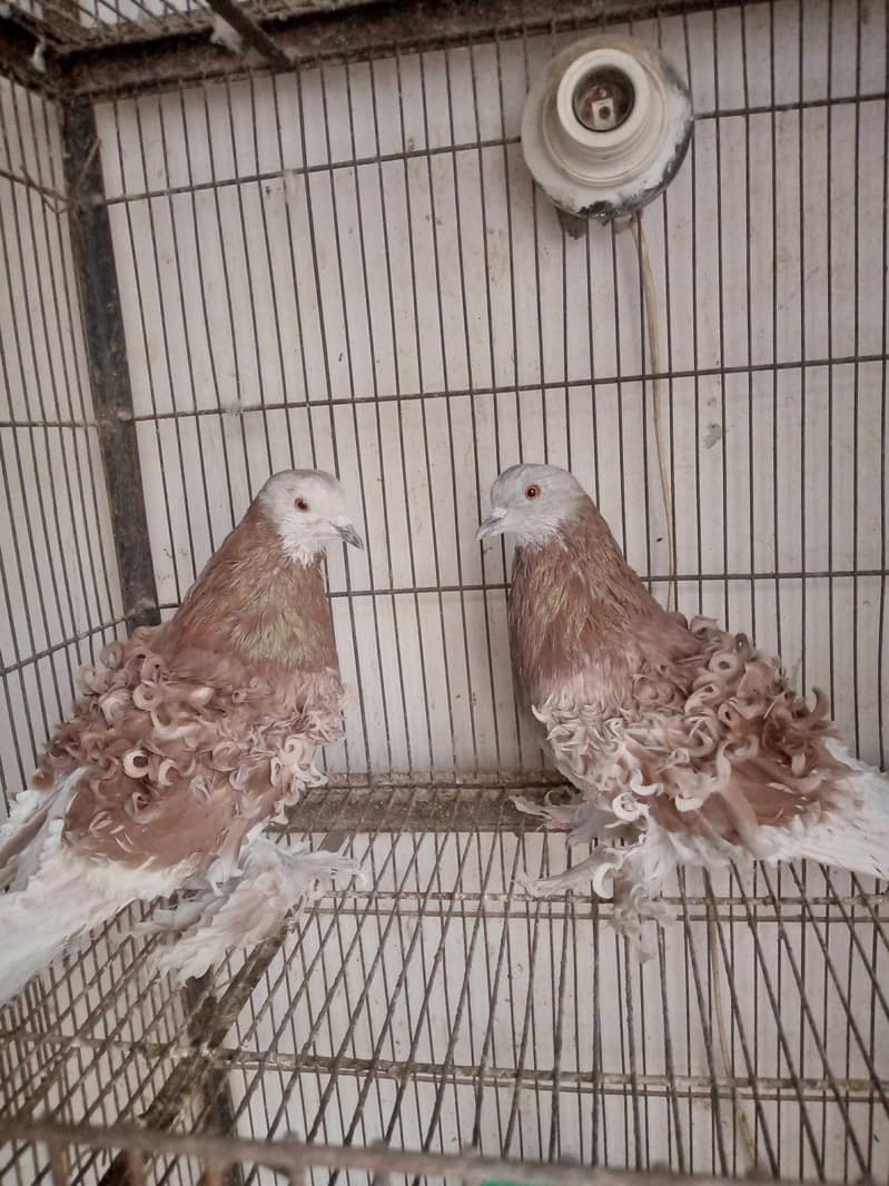 Fancy pigeons 0