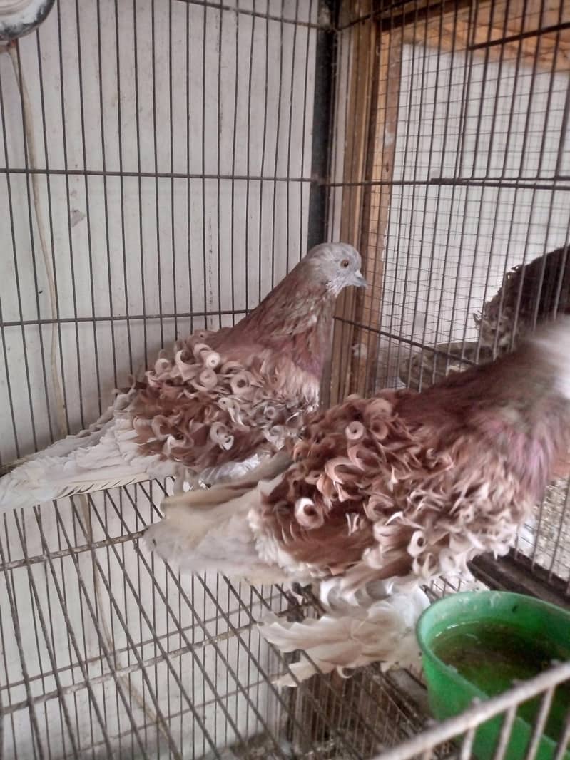 Fancy pigeons 1