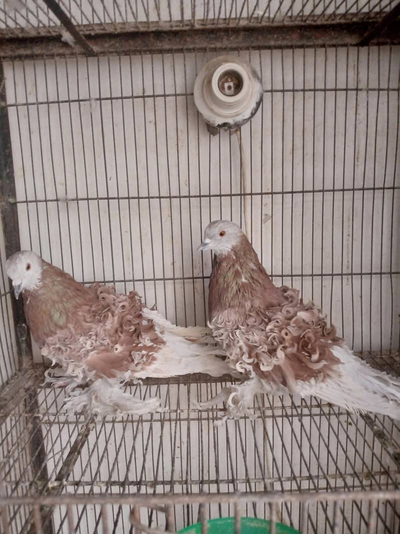 Fancy pigeons 2