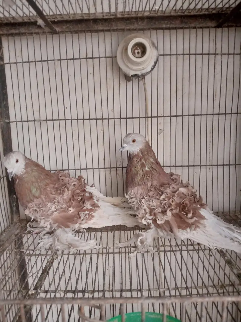 Fancy pigeons — photo 3