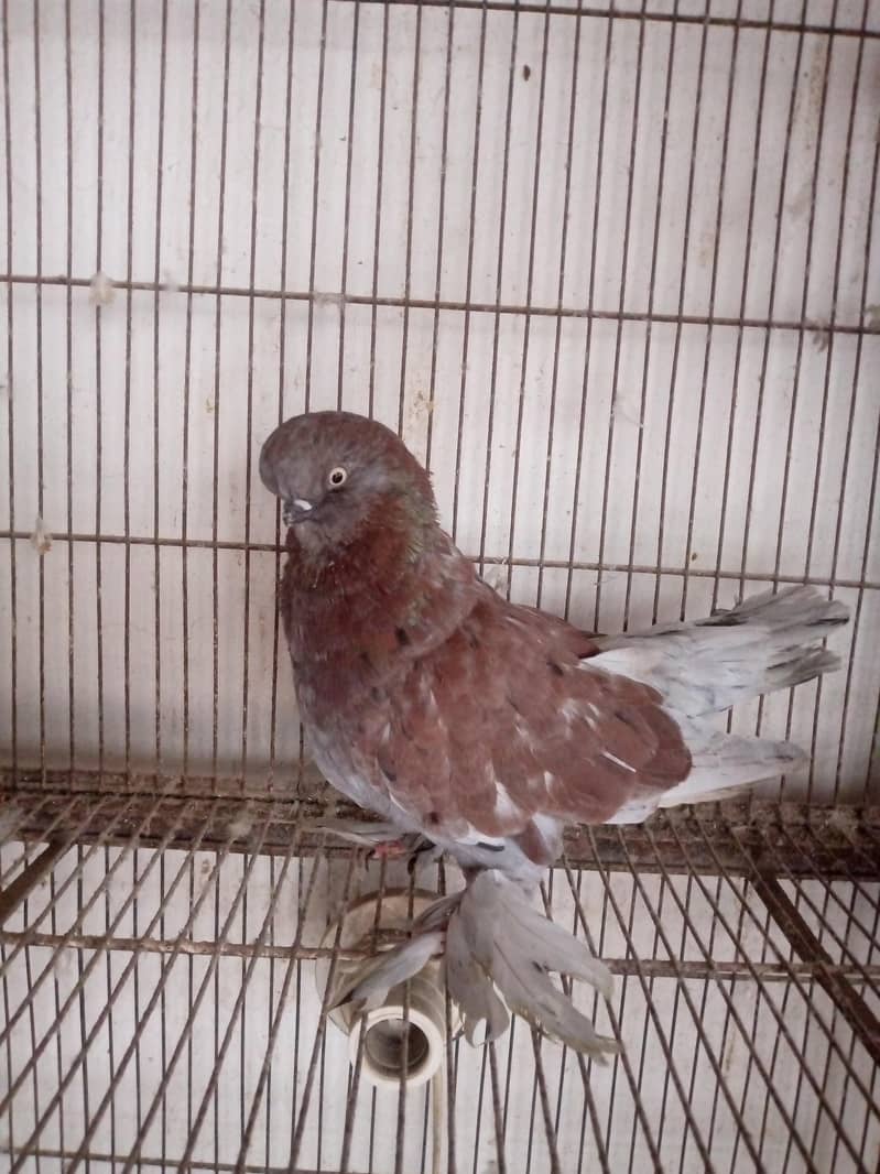 Fancy pigeons 3