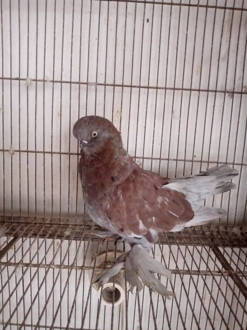 Fancy pigeons — photo 4