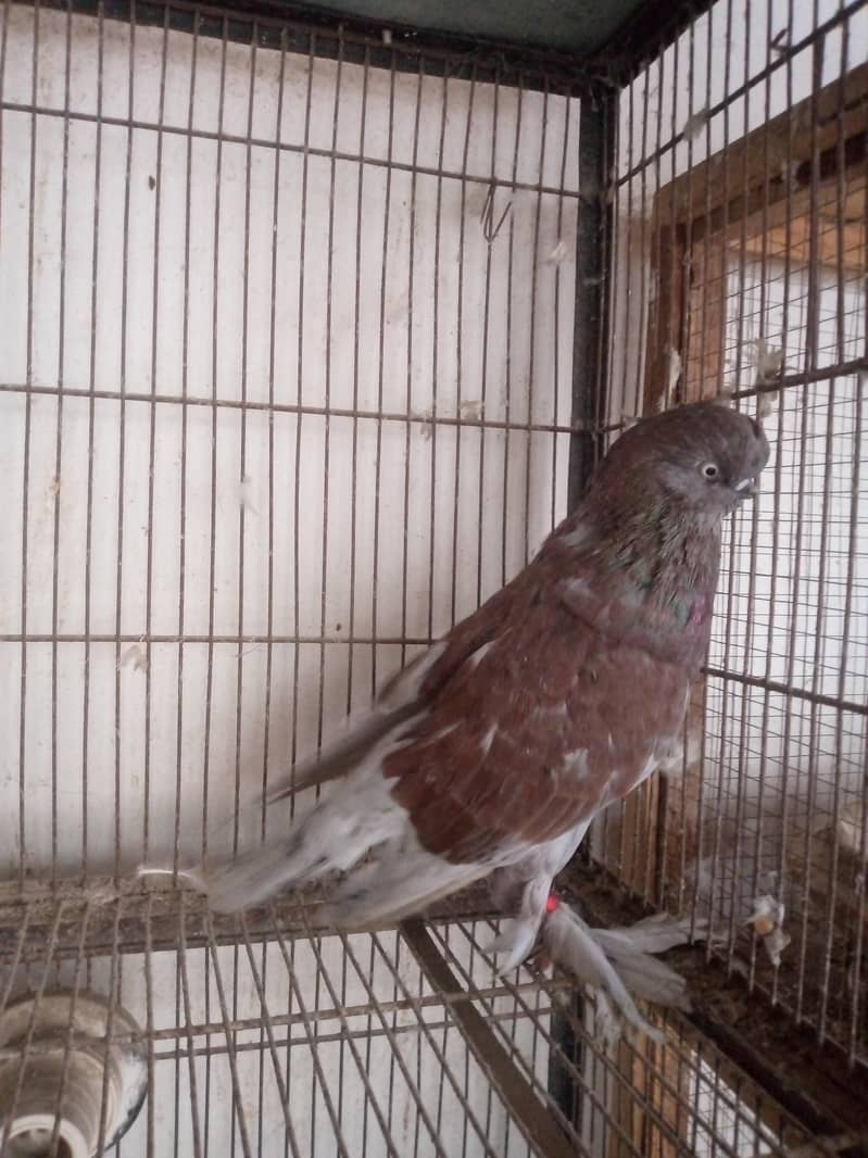 Fancy pigeons 4
