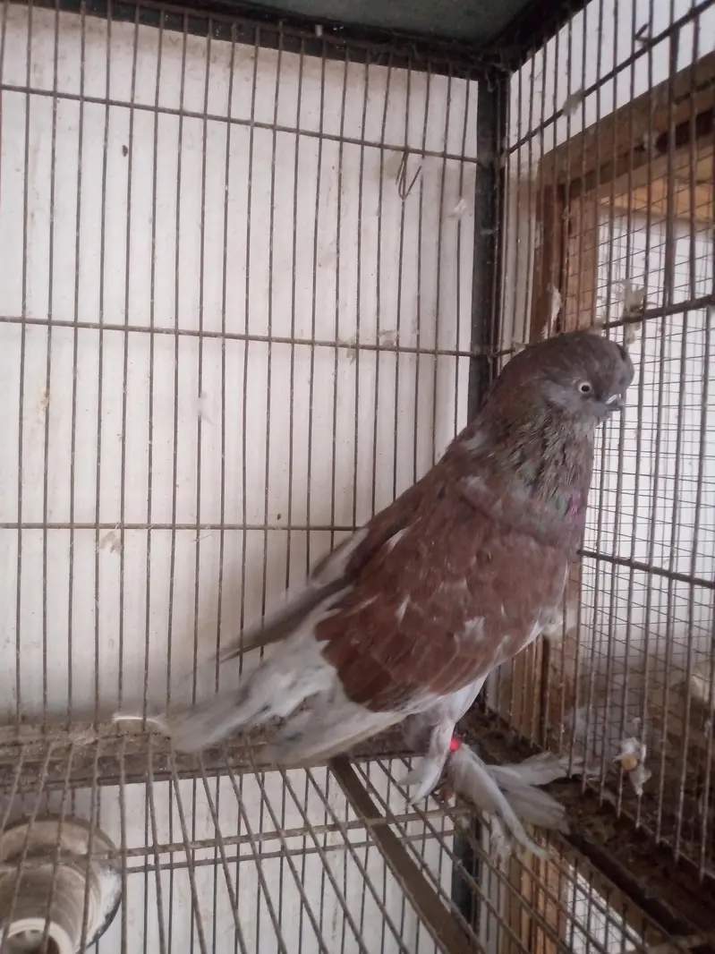 Fancy pigeons — photo 5