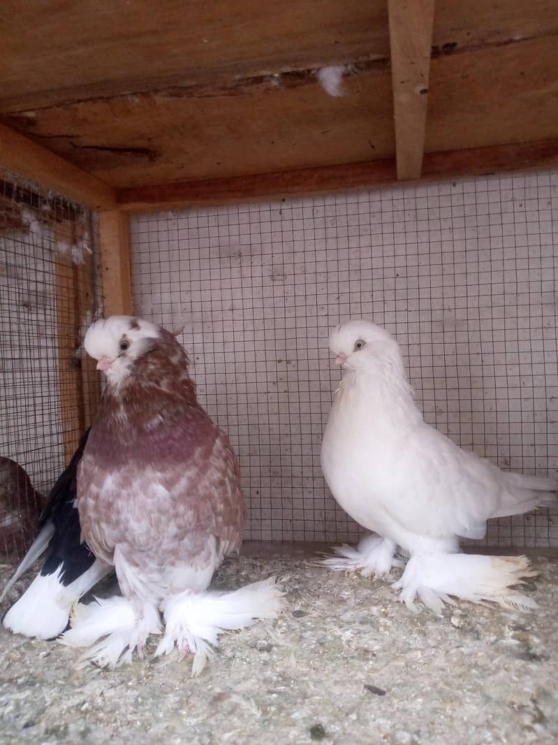 Fancy pigeons 5